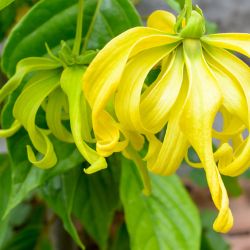 Ylang-Ylang