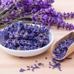 lavender for stress